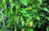 [ẢNH] Điểm mặt 10 