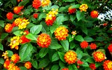 [ẢNH] Điểm mặt 10 
