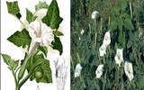 [ẢNH] Điểm mặt 10 