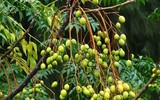 [ẢNH] Điểm mặt 10 