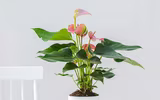 [ẢNH] 11 loại cây lọc không khí tốt nhất để nhà bạn luôn xanh sạch
