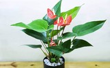 [ẢNH] 11 loại cây lọc không khí tốt nhất để nhà bạn luôn xanh sạch