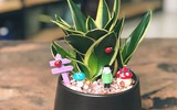 [ẢNH] 11 loại cây lọc không khí tốt nhất để nhà bạn luôn xanh sạch