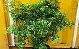 [ẢNH] 11 loại cây lọc không khí tốt nhất để nhà bạn luôn xanh sạch