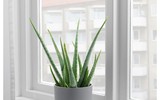 [ẢNH] 11 loại cây lọc không khí tốt nhất để nhà bạn luôn xanh sạch