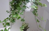[ẢNH] 11 loại cây lọc không khí tốt nhất để nhà bạn luôn xanh sạch