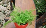 [ẢNH] 11 loại cây lọc không khí tốt nhất để nhà bạn luôn xanh sạch