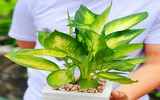 [ẢNH] Điểm mặt 10 