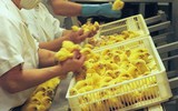 [ẢNH] Top những công việc kỳ lạ nhưng kiếm 