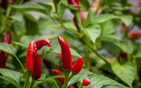 [ẢNH] Những hệ lụy không ngờ do những món ăn cay mang lại với cơ thể