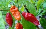 [ẢNH] Top 10 loại ớt siêu cay không phải ai cũng dám thử