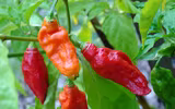[ẢNH] Top 10 loại ớt siêu cay không phải ai cũng dám thử