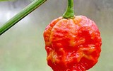 [ẢNH] Top 10 loại ớt siêu cay không phải ai cũng dám thử