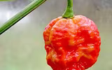 [ẢNH] Top 10 loại ớt siêu cay không phải ai cũng dám thử