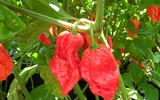 [ẢNH] Top 10 loại ớt siêu cay không phải ai cũng dám thử