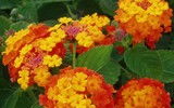 [ẢNH] Những loài hoa cực đẹp nhưng lại mang 