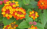 [ẢNH] Những loài hoa cực đẹp nhưng lại mang 