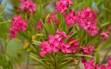 [ẢNH] Những loài hoa cực đẹp nhưng lại mang 