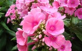 [ẢNH] Những loài hoa cực đẹp nhưng lại mang 