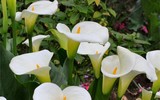 [ẢNH] Những loài hoa cực đẹp nhưng lại mang 