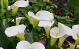 [ẢNH] Những loài hoa cực đẹp nhưng lại mang 