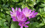 [ẢNH] Những loài hoa cực đẹp nhưng lại mang 