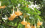 [ẢNH] Những loài hoa cực đẹp nhưng lại mang 