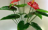 [ẢNH] Những loài hoa cực đẹp nhưng lại mang 