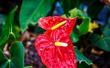 [ẢNH] Những loài hoa cực đẹp nhưng lại mang 