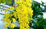 [ẢNH] Những loài hoa cực đẹp nhưng lại mang 
