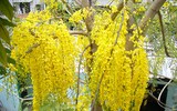 [ẢNH] Những loài hoa cực đẹp nhưng lại mang 