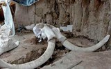 Phát hiện gây sốc về hố bẫy voi ma mút đầu tiên trong lịch sử loài người