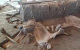Phát hiện gây sốc về hố bẫy voi ma mút đầu tiên trong lịch sử loài người