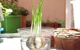 [ẢNH] Những cách phòng chống muỗi tại nhà đơn giản và hiệu quả nhất