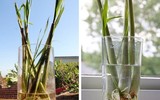 [ẢNH] Những cách phòng chống muỗi tại nhà đơn giản và hiệu quả nhất