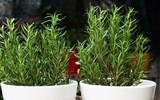 [ẢNH] Những cách phòng chống muỗi tại nhà đơn giản và hiệu quả nhất