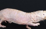 [ẢNH] Khả năng đặc biệt đến khó tin của những động vật kỳ lạ trên thế giới
