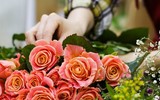 [ẢNH] Nguồn gốc và ý nghĩa của ngày nhà giáo Việt Nam 20-11