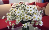 [ẢNH] Hút tài lộc vào nhà nhờ những mẹo phong thủy đơn giản