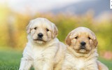 [ẢNH] Top 12 giống chó đẹp nhất trên thế giới