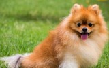 [ẢNH] Top 12 giống chó đẹp nhất trên thế giới