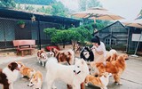 [ẢNH] Những quán cà phê thú cưng hút khách trên thế giới