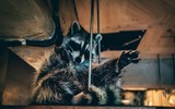 [ẢNH] Những quán cà phê thú cưng hút khách trên thế giới
