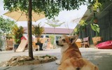 [ẢNH] Những quán cà phê thú cưng hút khách trên thế giới