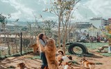 [ẢNH] Những quán cà phê thú cưng hút khách trên thế giới