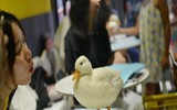 [ẢNH] Những quán cà phê thú cưng hút khách trên thế giới