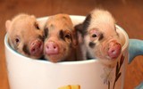 [ẢNH] Những quán cà phê thú cưng hút khách trên thế giới