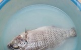 [ẢNH] 12 công dụng kỳ diệu của nước vo gạo không phải ai cũng biết