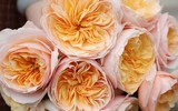 [ẢNH] Điểm tên 9 loài hoa đắt đỏ bậc nhất hành tinh