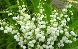 [ẢNH] Điểm tên 9 loài hoa đắt đỏ bậc nhất hành tinh